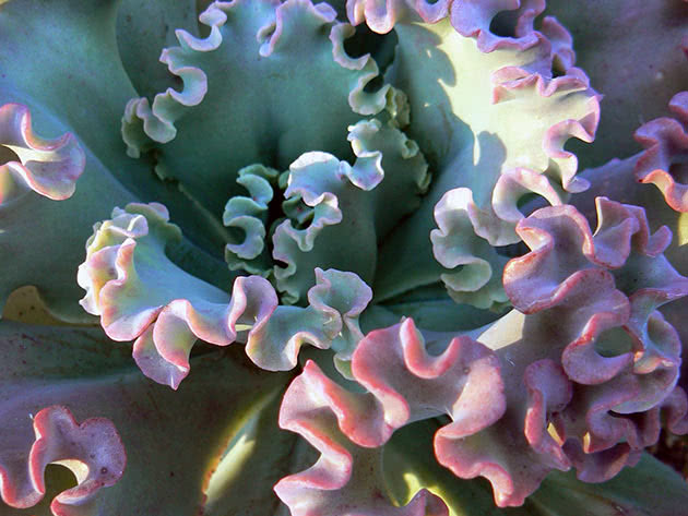 Echeveria grbavi cvjetni biser Nürnberga (Echeveria × gibbiflora)