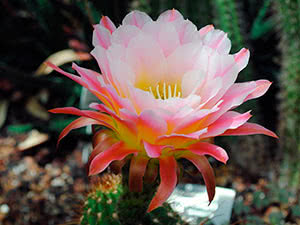 Kaktus Echinopsis kod kuće