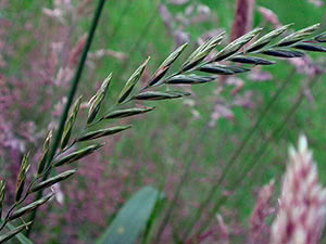 Rastejamento de grama de trigo - aplicação e cultivo