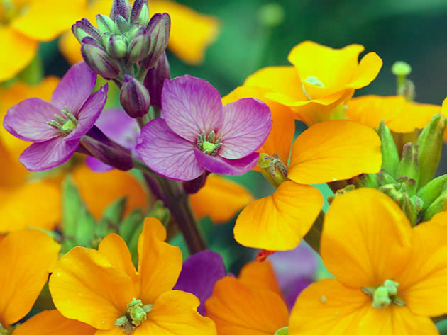 Allionska žutica (Erysimum x allionii = Cheiranthus x allionii)