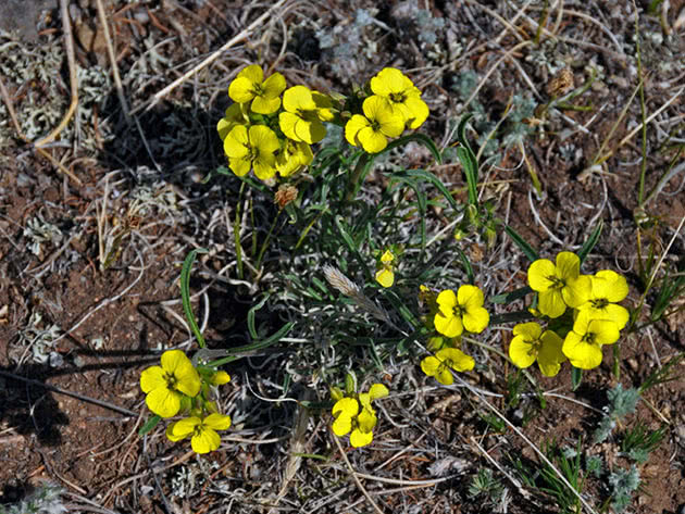 Žuta žutica (Erysimum flavum)