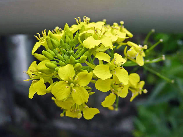 Levkoyeva žutica (Erysimum cheiranthoides)