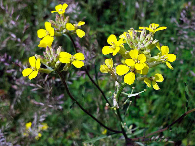 Širenje žutice (Erysimum diffusum),