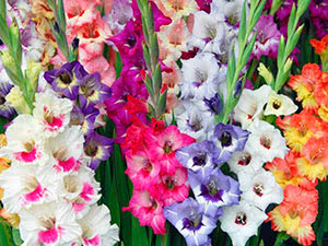 Gladioli u krajobraznom dizajnu