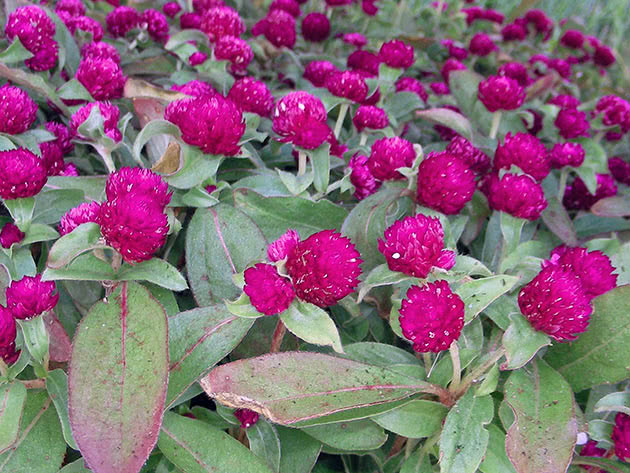 Gomphrena globosa (Gomphrena globosa)