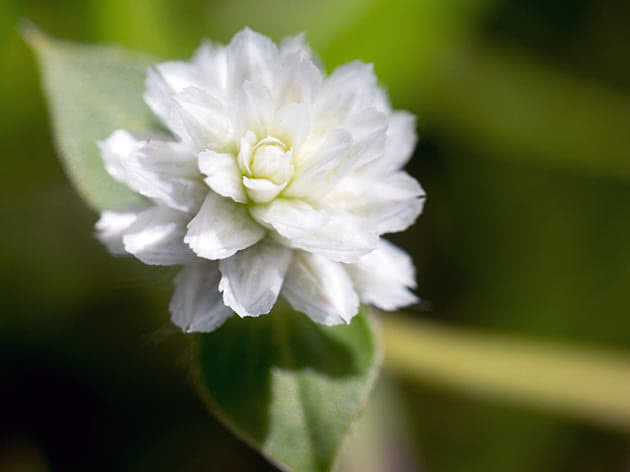 Gomphrena serrata