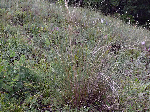 Pustinjske ovce (Helictotrichon desertorum)