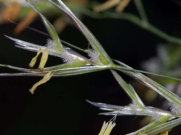 Puhasta ovca (Helictotrichon pubescens)