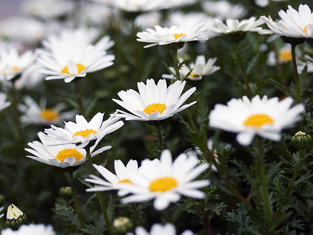Leucanthemum Marsh (Leucanthemum paludosum)