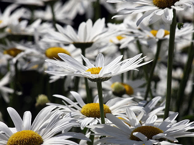 מקסימום Leucanthemum