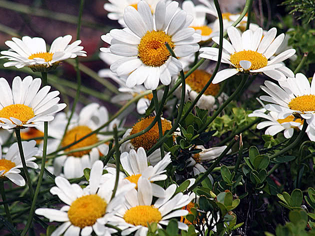 פרח תירס נפוץ (Leucanthemum vulgare)