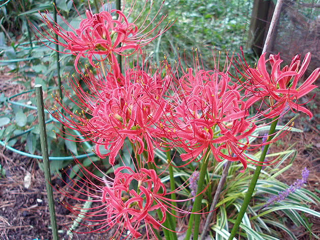 Licoris blistav (Lycoris radiata)