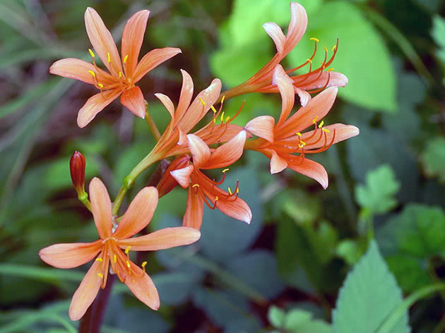 Krvavo crveni likoris (Lycoris sanguinea)