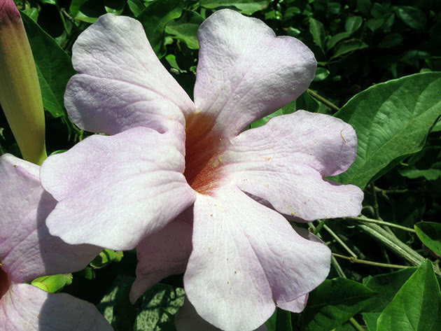 Dipladenia briljantna (Dipladenia splendens)