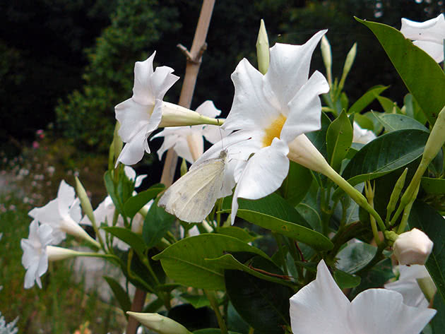 Rahla dipladenija (Dipladenia laxa)