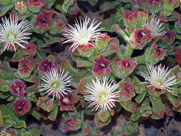 Kristalni mesembryanthemum (Mesembryanthemum crystallinum)