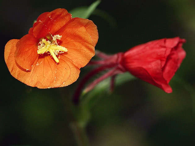 Jaglac večernji (Oenothera versicolor)