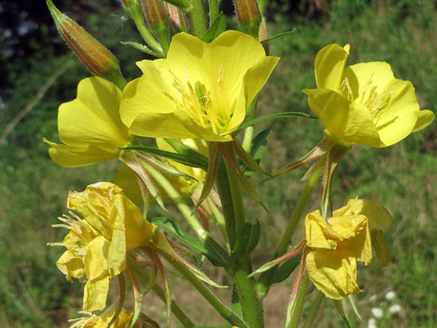 Dvogodišnji noćur (Oenothera biennis)