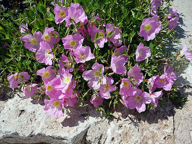 Jaglac večernji (Oenothera speciosa)