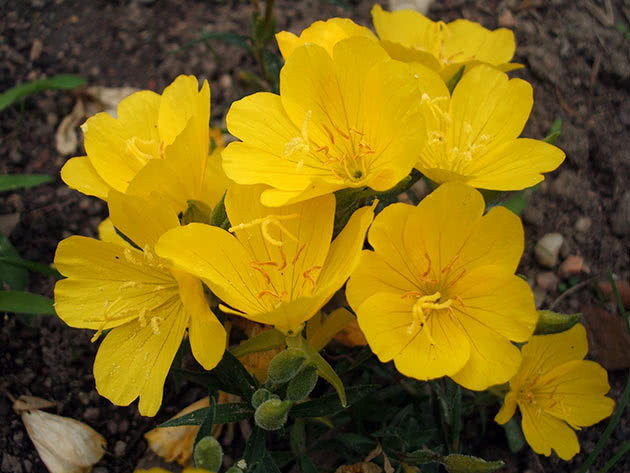 Jaglac večernji (Oenothera tetragona)