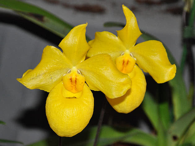 Marelica Paphiopedilum (Paphiopedilum armeniacum)