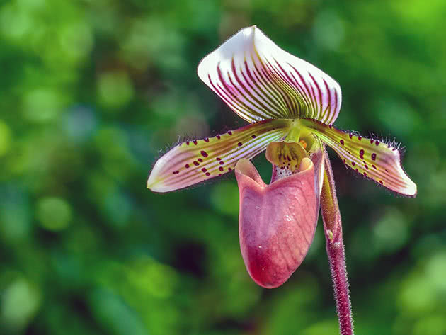 Bradati paphiopedilum (Paphiopedilum barbatum)