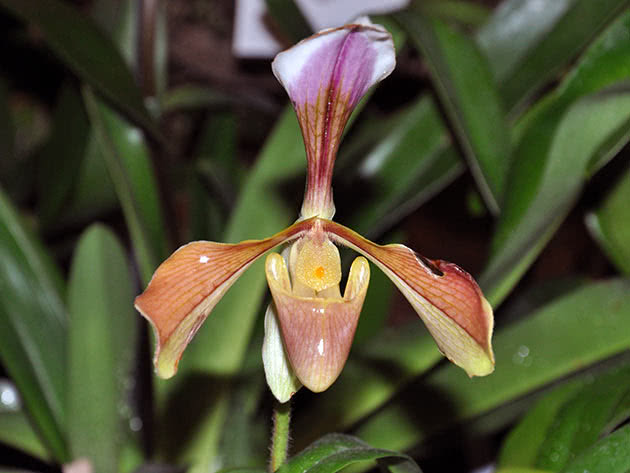 Paphiopedilum grube kose (Paphiopedilum villosum)