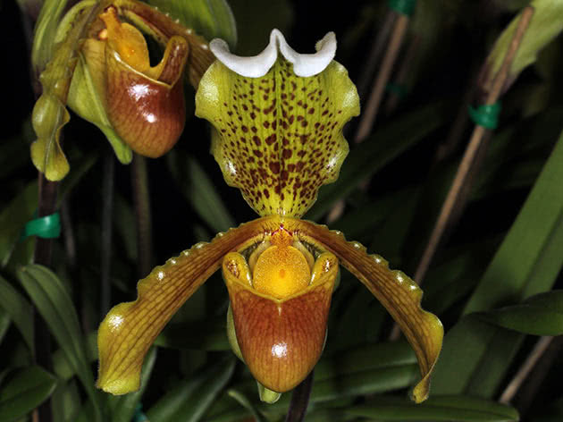 Paphiopedilum insigne