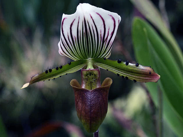 Paphiopedilum lawrenceanum