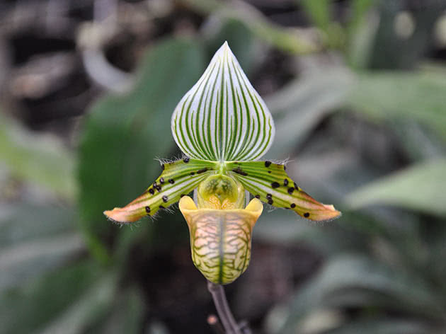 Paphiopedilum preslatki (Paphiopedilum venustum)