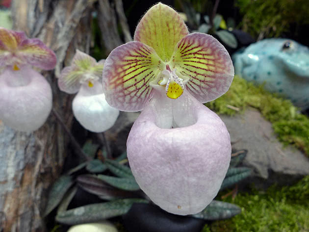 Paphiopedilum sitnocvjetni (Paphiopedilum micranthum)