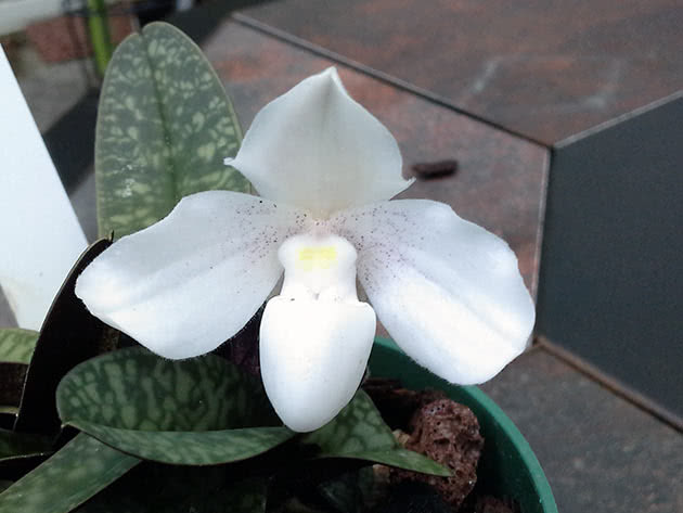 Snježni paphiopedilum (Paphiopedilum niveum)