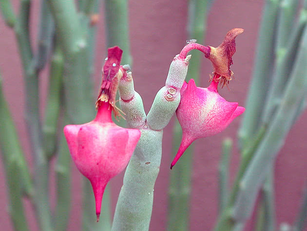 Veliki pedilant (Pedilanthus macrocarpus)