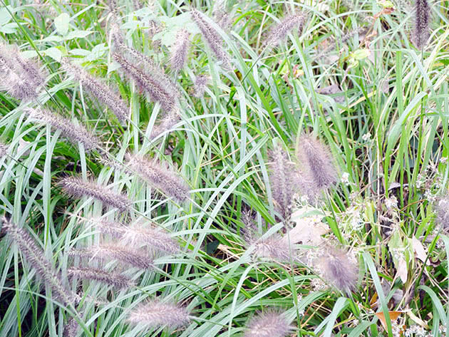 Pennisetum lisičji rep (lisičji rep) (Pennisetum alopecuroides)