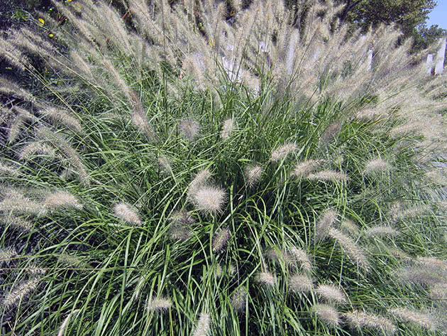 Pennisetum orientale (Pennisetum orientale)