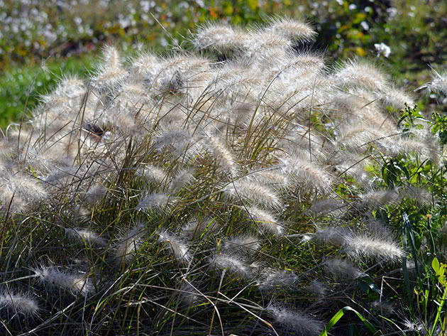 Čupavi pennisetum (Pennisetum villosum)