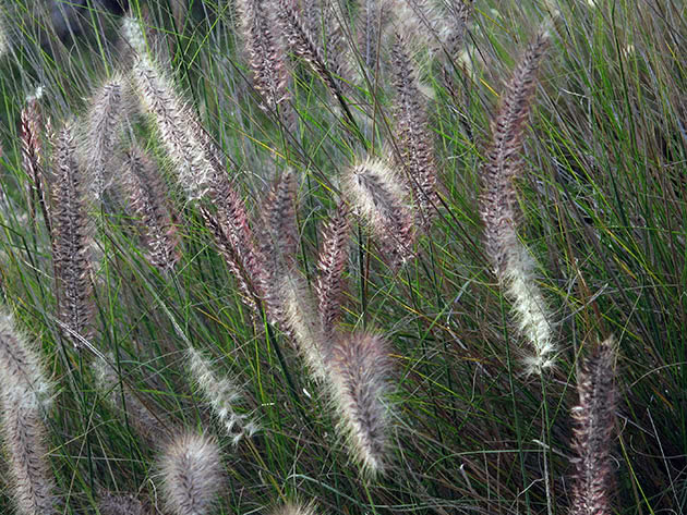 Čekinjasti pennisetum (Pennisetum setaceum)