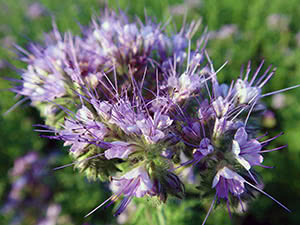 Phacelia siderata: sadnja i njega