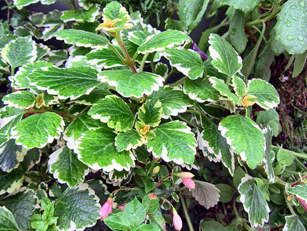 Plectranthus u obliku koleusa (Plectranthus coleoides)