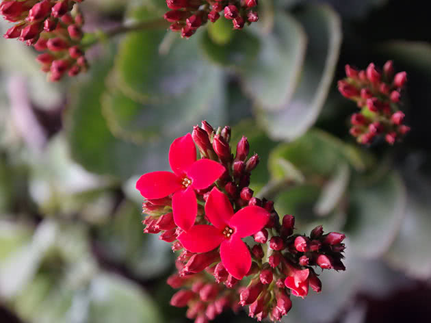 Plectranthus australis