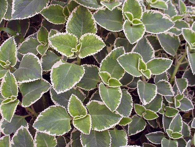 Mirisni Plectranthus (Plectranthus amboinicus)