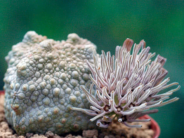 Pseudolithos