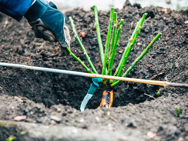 Plantando rosas em terreno aberto