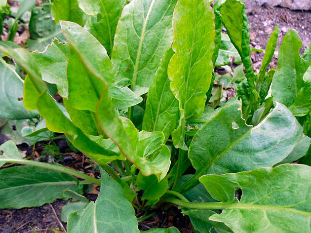 Menanam dan merawat kelim di luar rumah