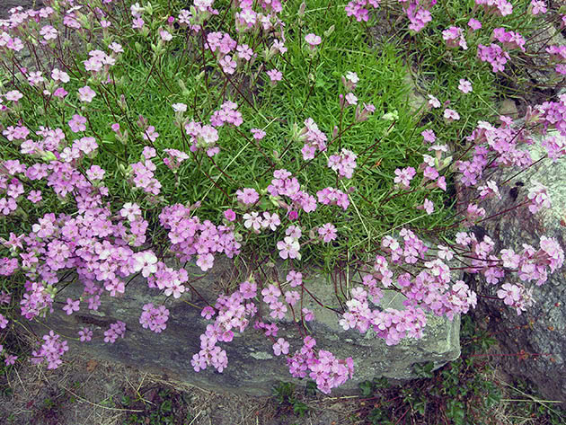 Soddy sapunica (Saponaria caespitosa)