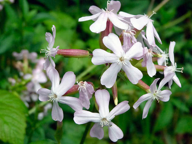 Ljekoviti sapun (Saponaria officinalis)