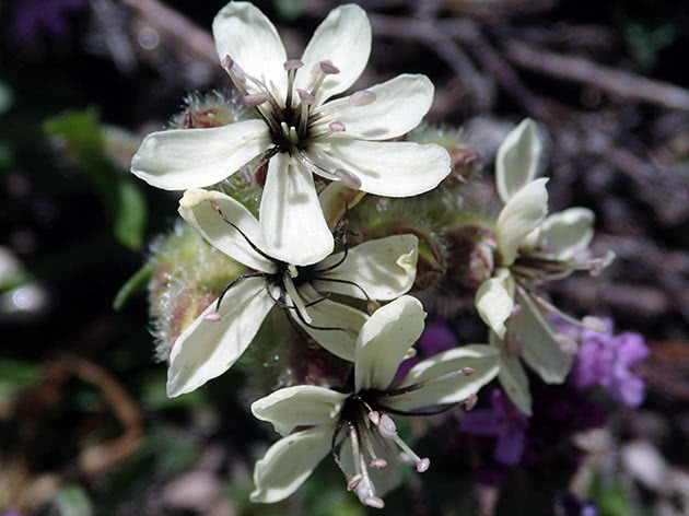 Žuta sapunica (Saponaria lutea)