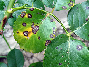 Doença de Septoria: prevenção e tratamento