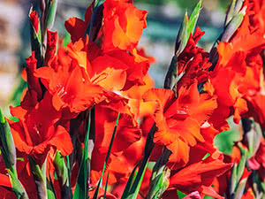 Gladioli