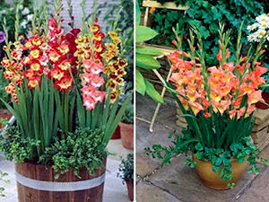 Cultivo de gladíolos em um recipiente Gladioli em um recipiente